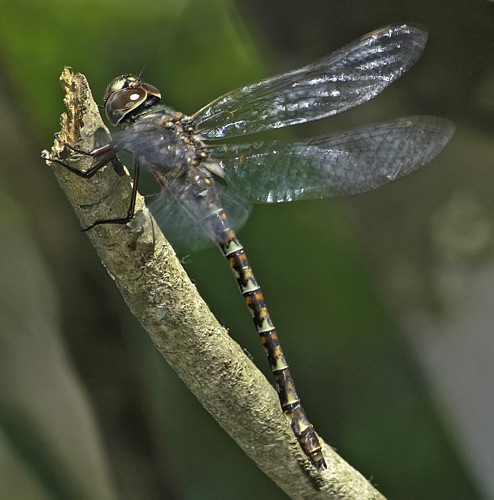 Female (Posed)
16 April 2005

